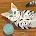 Ali Cat Toys