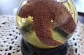 Dark Matter Oddities & Artisan Collective