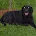 LAZY DOG ENTERPRISES LLC