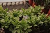 Planted Earth Plants and Antiques